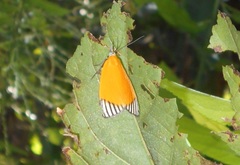 Mapeta xanthomelas