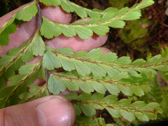 Asplenium caudatum