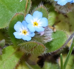 Myosotis ramosissima