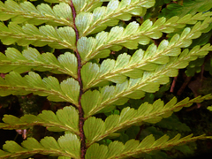 Asplenium caudatum
