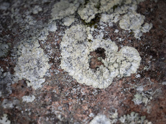 Lepraria membranacea