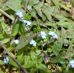 Myosotis ramosissima
