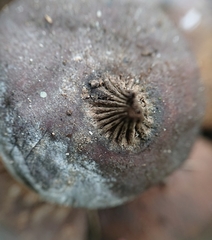 Sulcostomata