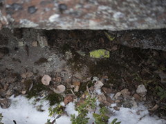 Chrysothrix chlorina