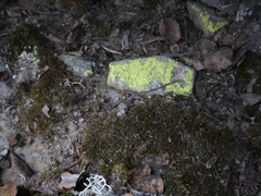 Chrysothrix chlorina