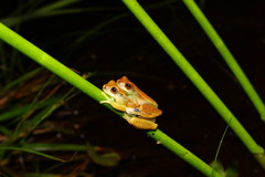 Dendropsophus branneri