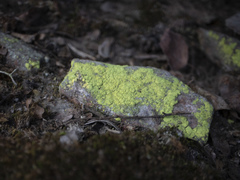 Chrysothrix chlorina