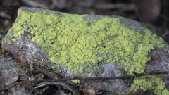 Chrysothrix chlorina