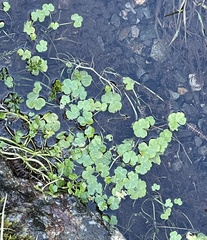 Ranunculus omiophyllus