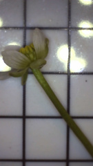 Ranunculus omiophyllus