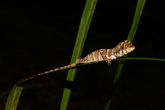 Enyalius