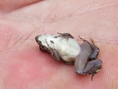 Dwarf Puddle Frog photo 5