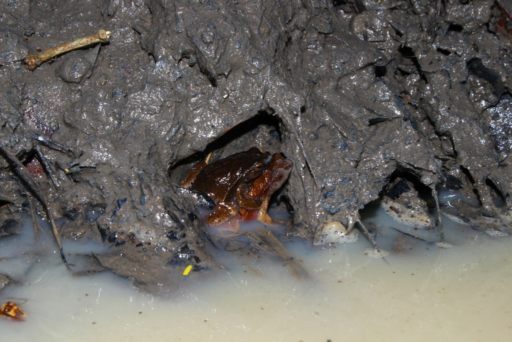 Una Dwarf Frog