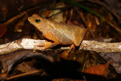 Rhinella hoogmoedi