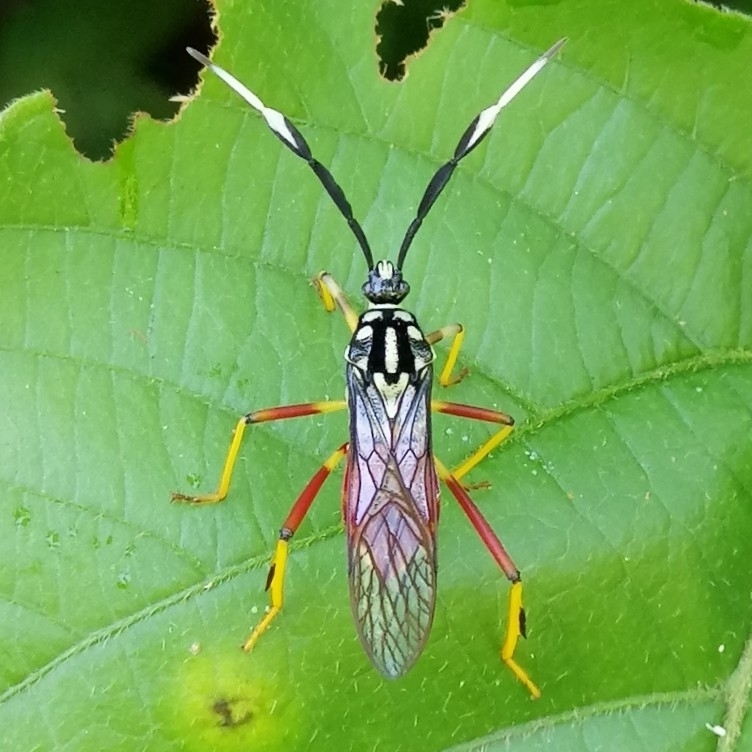 Holhymenia clavigera