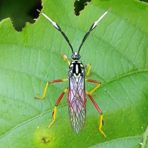 Holhymenia clavigera