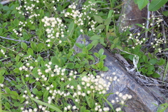 Antennaria racemosa