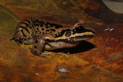 Leptodactylus mystacinus