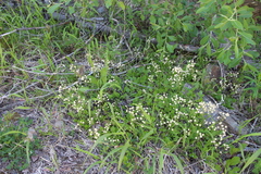 Antennaria racemosa