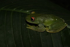 Aplastodiscus ibirapitanga