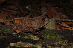 Proceratophrys renalis