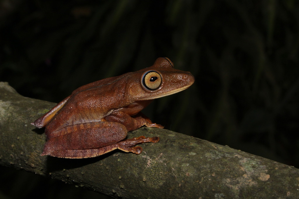 Pombal's Tree Frog