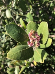 Rhus integrifolia