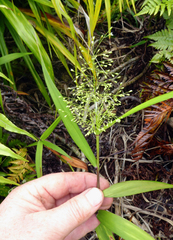 Isachne distichophylla