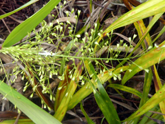 Isachne distichophylla