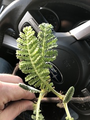 Tanacetum bipinnatum