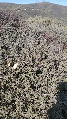 Ceanothus foliosus medius