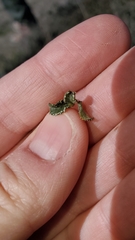 Ceanothus foliosus medius