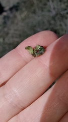Ceanothus foliosus medius