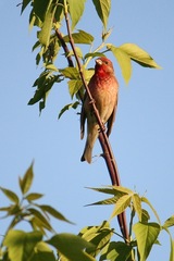 Carpodacus erythrinus