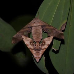 Daphnusa ocellaris
