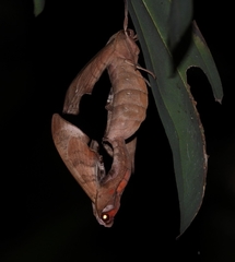 Daphnusa ocellaris