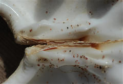 Tridacna squamosina