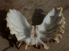 Tridacna squamosina