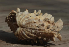 Tridacna squamosina