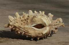 Tridacna squamosina