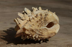 Tridacna squamosina