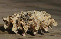 Tridacna squamosina