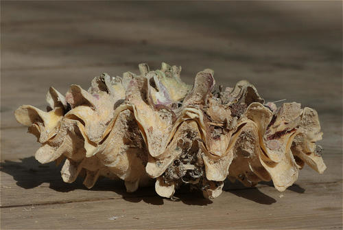 Tridacna squamosina — seen at this dive site