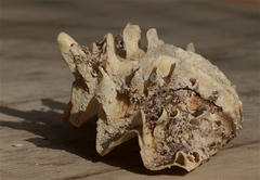 Tridacna squamosina