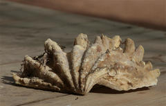 Tridacna squamosina