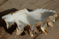 Tridacna squamosina