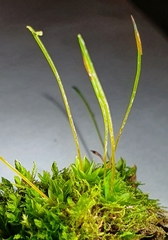 Tortula subulata
