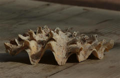 Tridacna squamosina