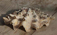 Tridacna squamosina