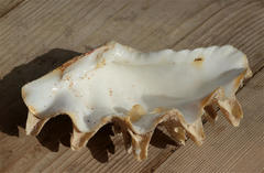Tridacna squamosina